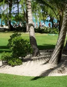 Top-rated yard maintenance in Tampa, FL by Lovely’s Sodfather