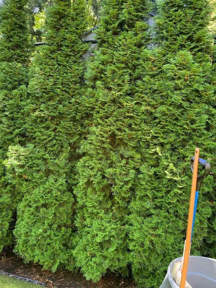 Professional yard cleanup service experts serving Bellevue, WA - Lovera's Landscaping