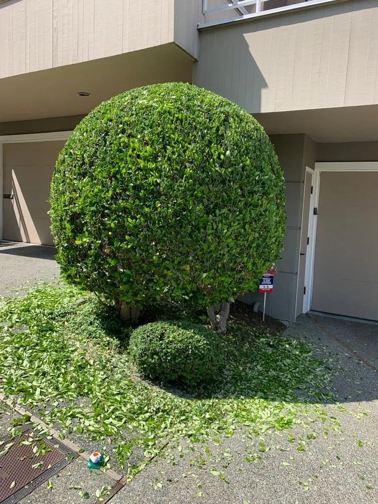 Affordable lawn care service in Bellevue, WA - Lovera's Landscaping