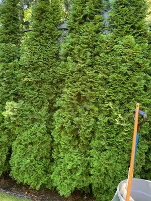 Lovera's Landscaping Logo