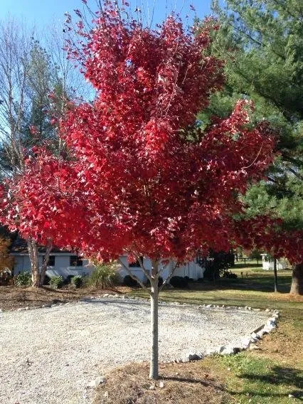 Affordable outdoor landscaping experts serving Bowling Green, KY - Lovers Lane Tree Farm