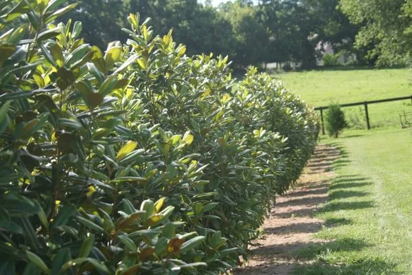 Lovers Lane Tree Farm