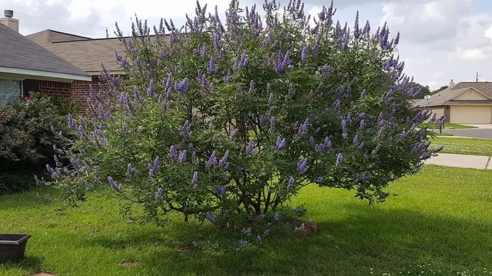 Expert landscaping services for outdoor upgrades across Shreveport, LA - Love's Custom Lawn Care