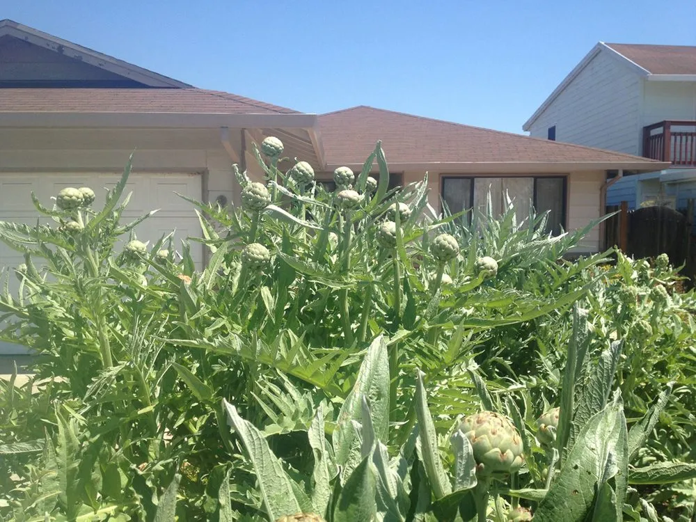 Expert landscaping services in Santa Cruz, CA - Love's Gardens