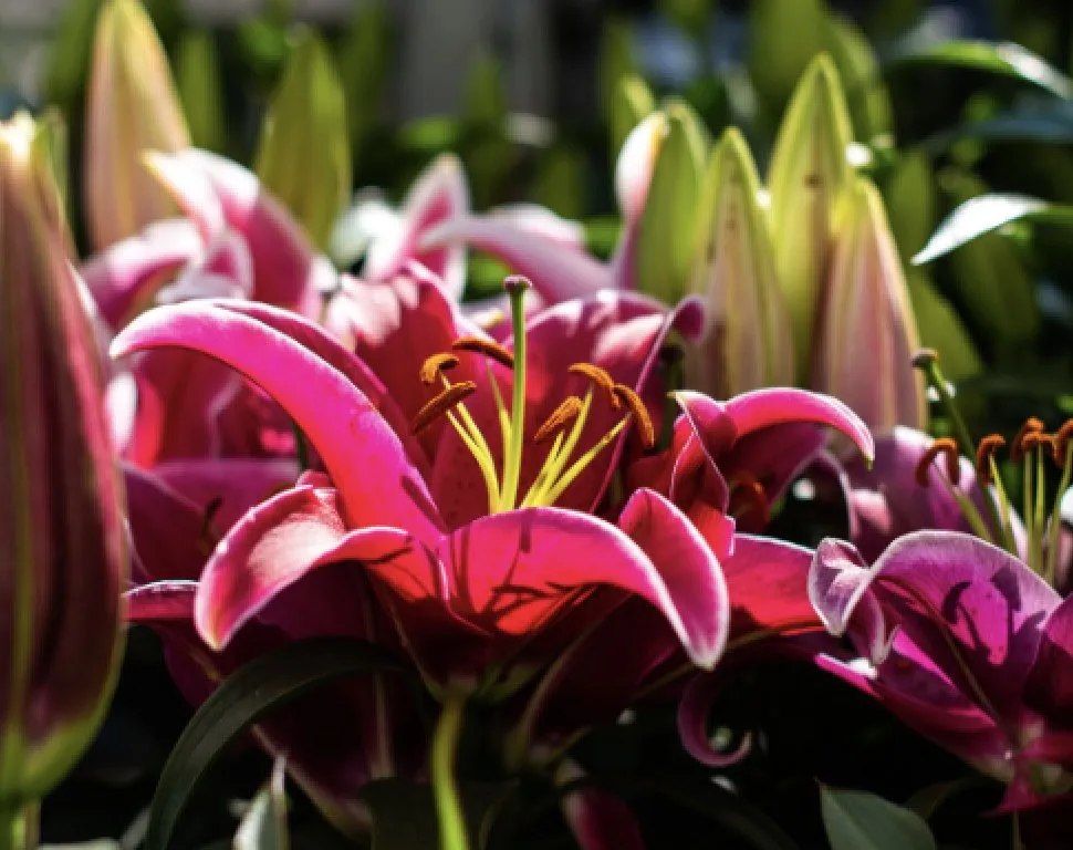 Professional outdoor landscaping in Greenland, NH by Love's Home Improvement