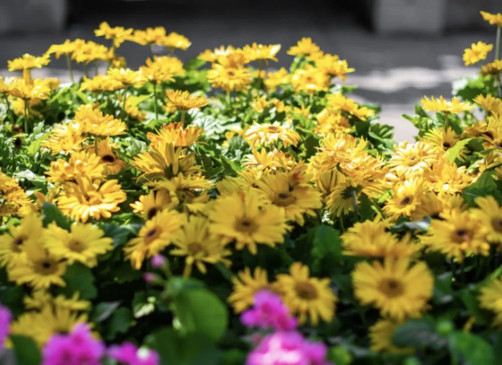 Trusted outdoor landscaping in Greenland, NH - Love's Home Improvement