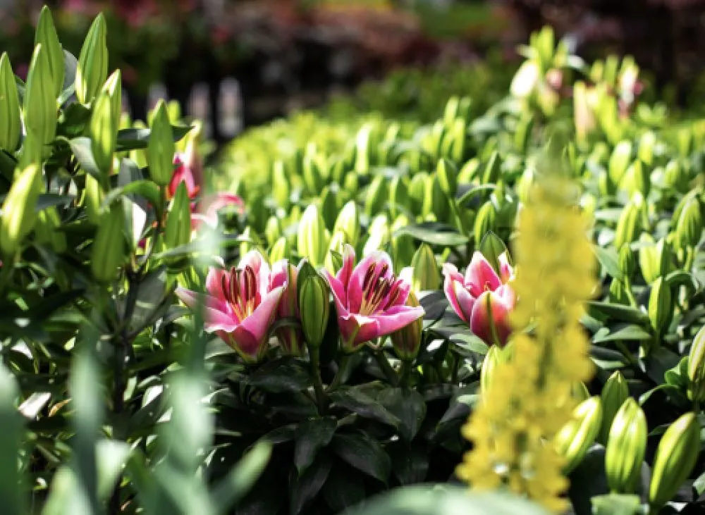 Reliable yard maintenance in Greenland, NH by Love's Home Improvement