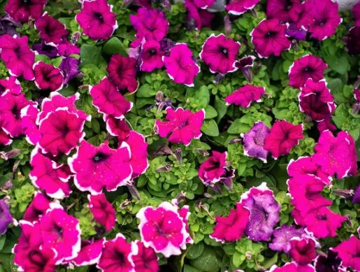 Top-rated outdoor landscaping in Greenland, NH by Love's Home Improvement