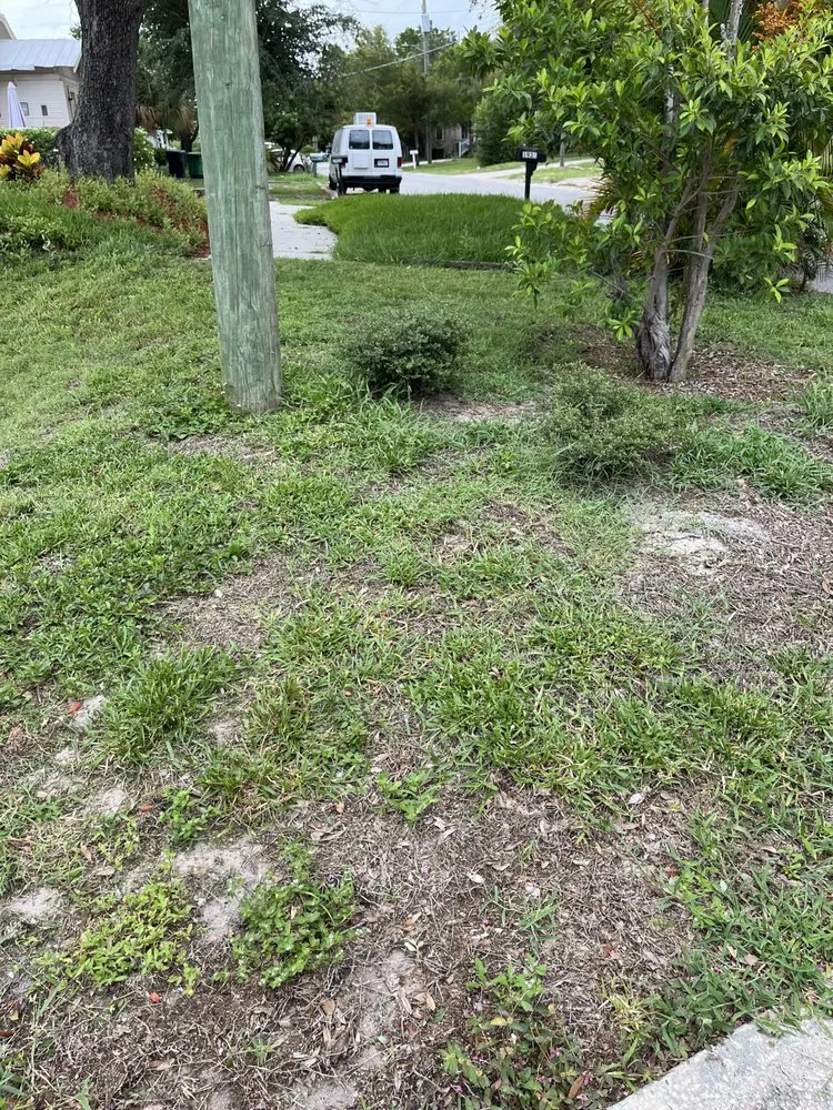 Local yard cleanup service for beautiful yards across Tampa, FL - Loves Lawn Care