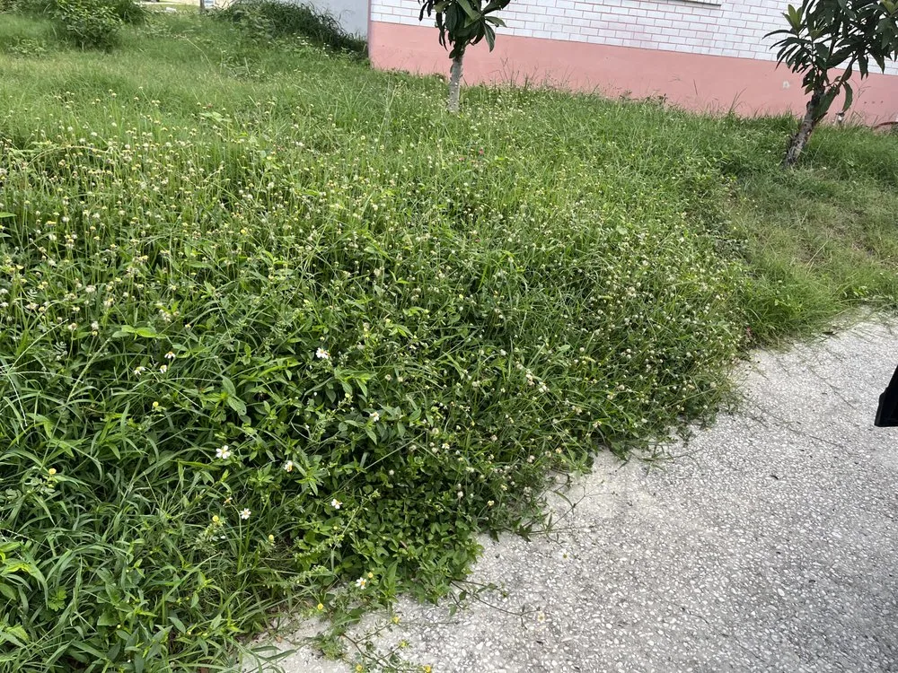 Affordable landscape design in Tampa, FL by Loves Lawn Care