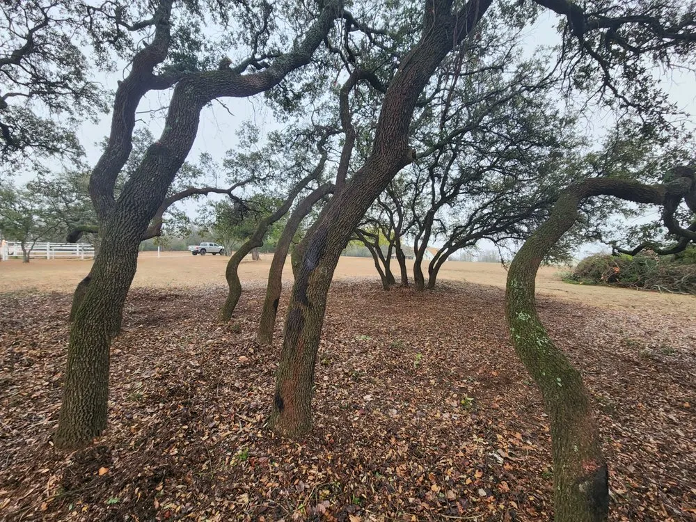 Expert landscaping services experts serving Graham, TX - Loving Forestry Mulching and Land Services