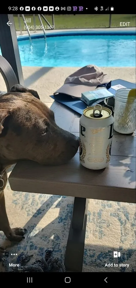 Top-rated lawn mowing service experts serving Ocala, FL - Loving Life Lawn Care & Pet Sitting