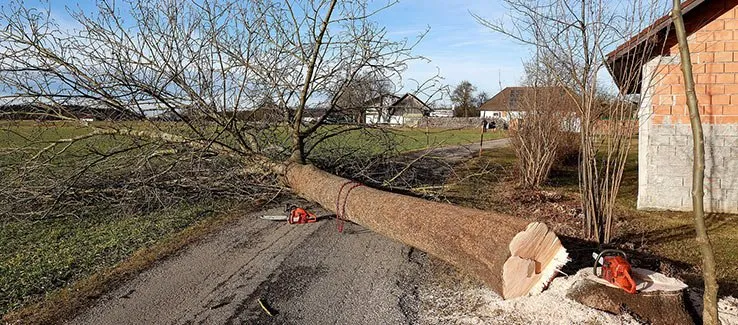 Professional lawn care service near you in Fredericksburg, VA by Loving's Tree and Stump Removal