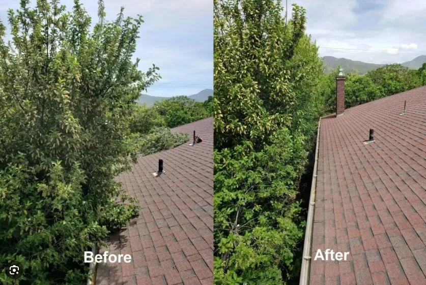Local landscape design in Fredericksburg, VA - Loving's Tree and Stump Removal