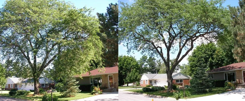 Affordable residential landscaping for outdoor upgrades across Fredericksburg, VA - Loving's Tree and Stump Removal