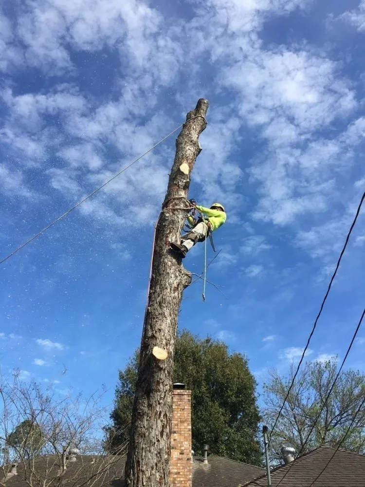 Expert outdoor landscaping experts serving Fredericksburg, VA - Loving's Tree and Stump Removal