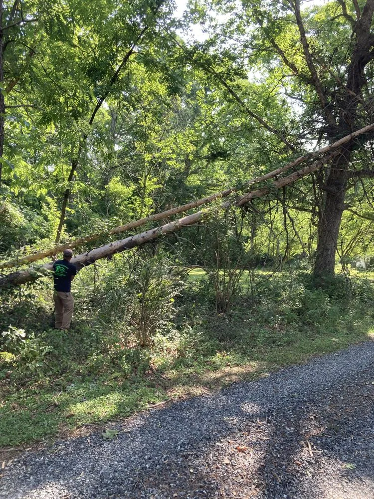 Reliable lawn mowing service in Fredericksburg, VA - Loving's Tree and Stump Removal