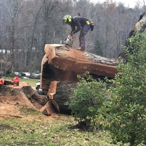 Reliable yard cleanup service in Fredericksburg, VA by Loving's Tree and Stump Removal