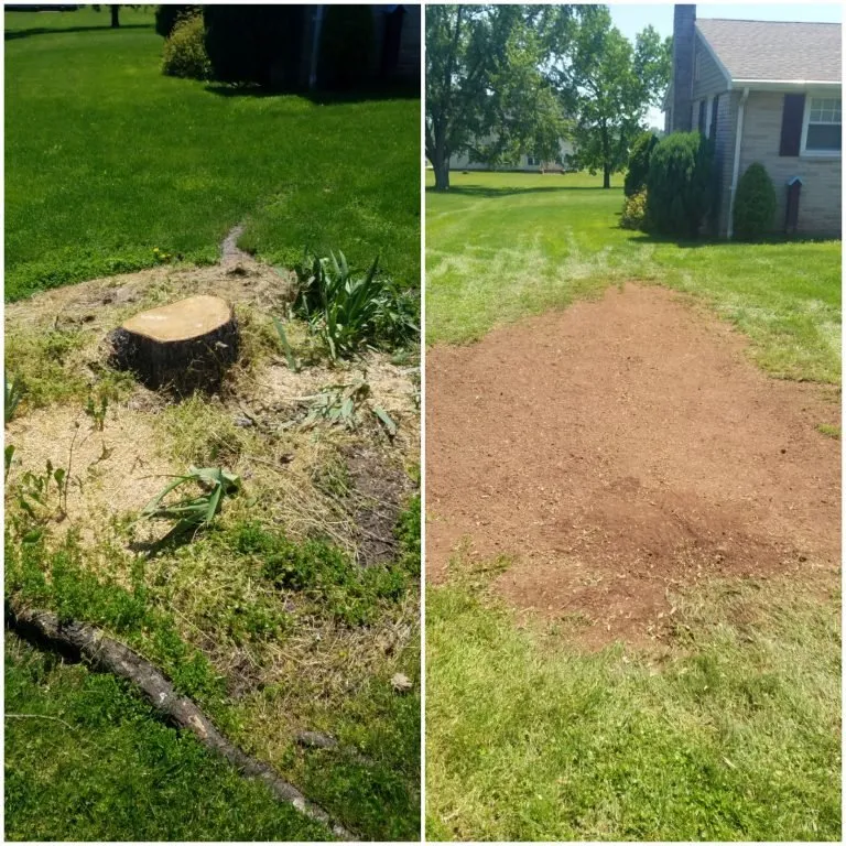 Trusted lawn care service in Fredericksburg, VA - Loving's Tree and Stump Removal