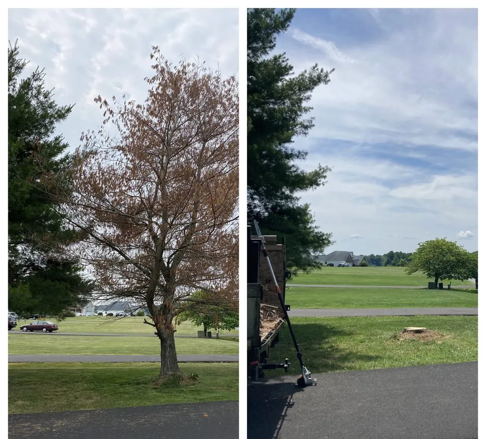 Top-rated yard cleanup service for beautiful yards across Fredericksburg, VA - Loving's Tree and Stump Removal