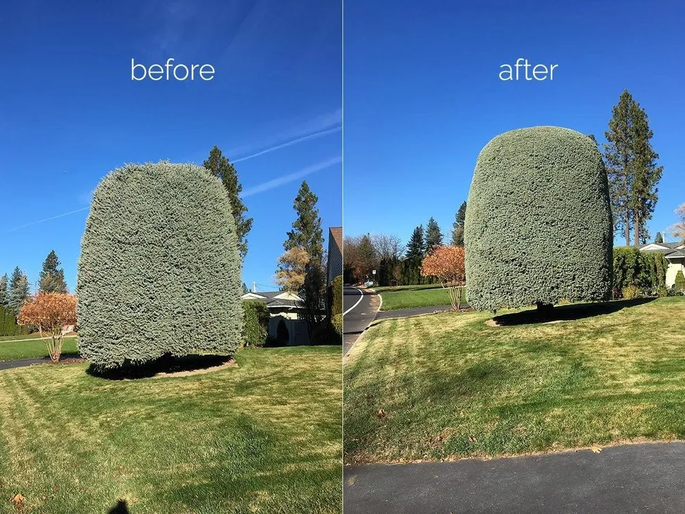 Professional outdoor landscaping in Fredericksburg, VA by Loving's Tree and Stump Removal