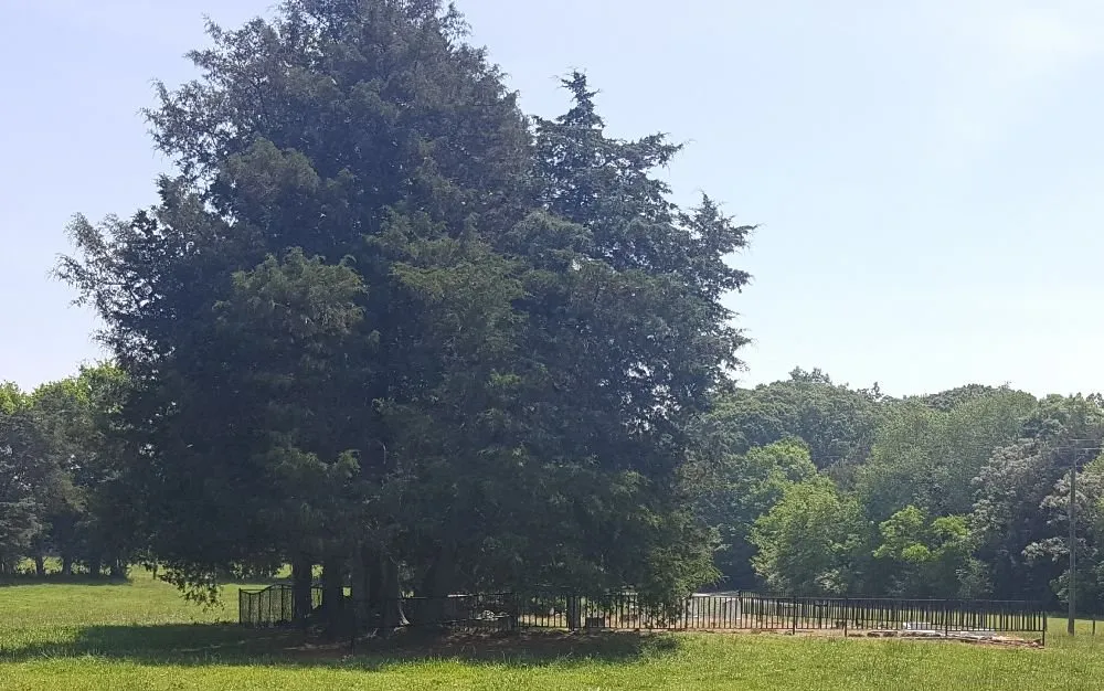 Custom garden landscaping experts serving Augusta, GA - Low Cut Lawn Care