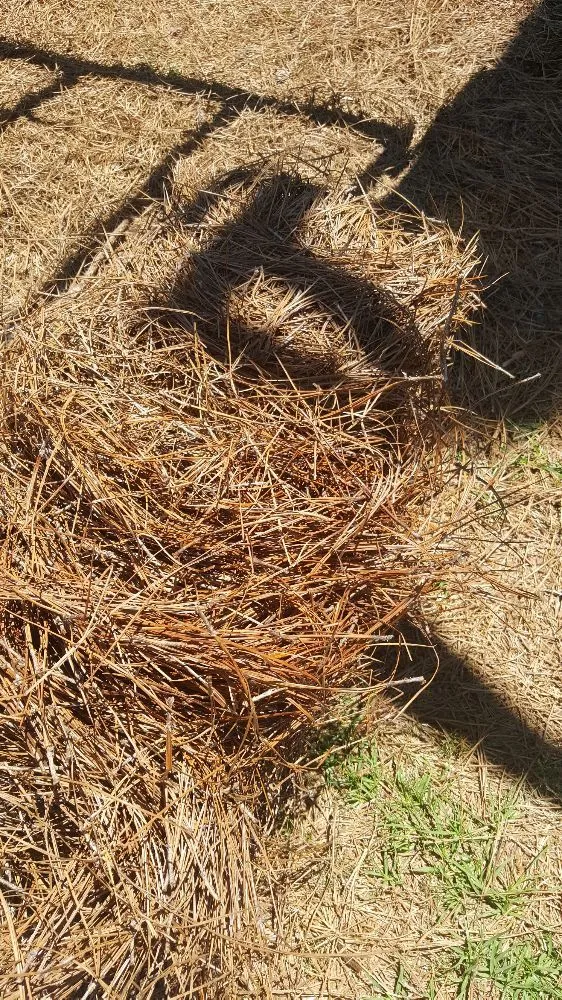 Expert outdoor landscaping in Augusta, GA - Low Cut Lawn Care