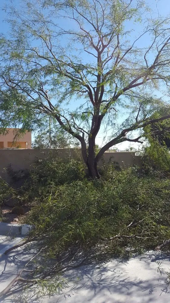 Top-rated landscaping services for outdoor upgrades in Desert Hot Springs, CA by Low Desert Lawn Care