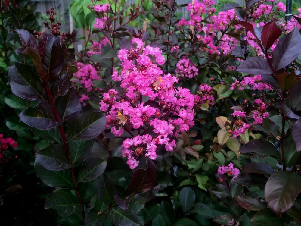 Trusted lawn mowing service experts serving Lawrence, KS - Low Maintenance Landscape