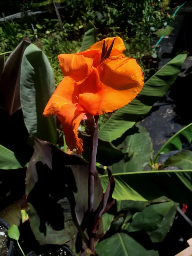 Local yard cleanup service experts serving Lawrence, KS - Low Maintenance Landscape