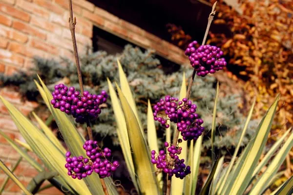 Low Maintenance Landscape