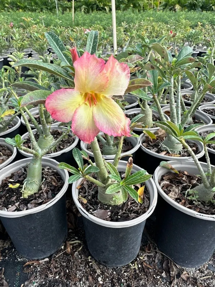 Affordable lawn mowing service for homes across Royal Palm Beach, FL - Low Mowz