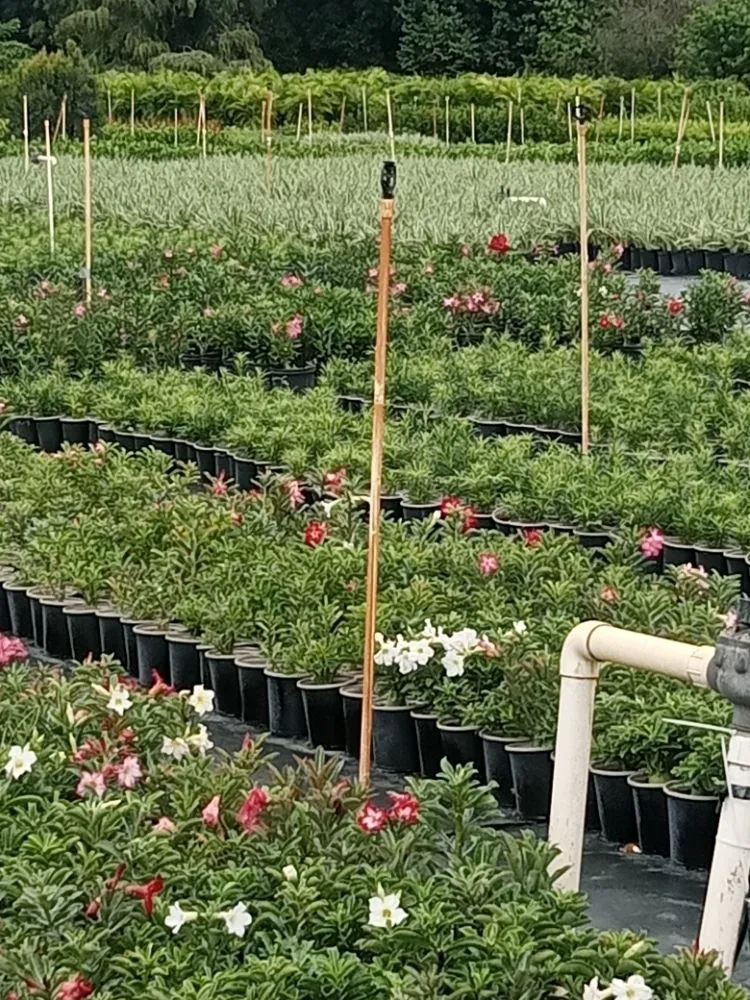 Top-rated lawn mowing service experts serving Royal Palm Beach, FL - Low Mowz