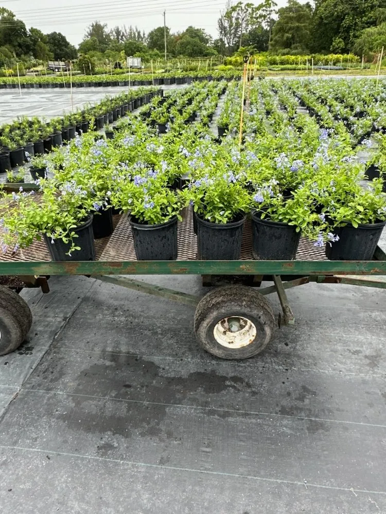 Local landscape design experts serving Royal Palm Beach, FL - Low Mowz