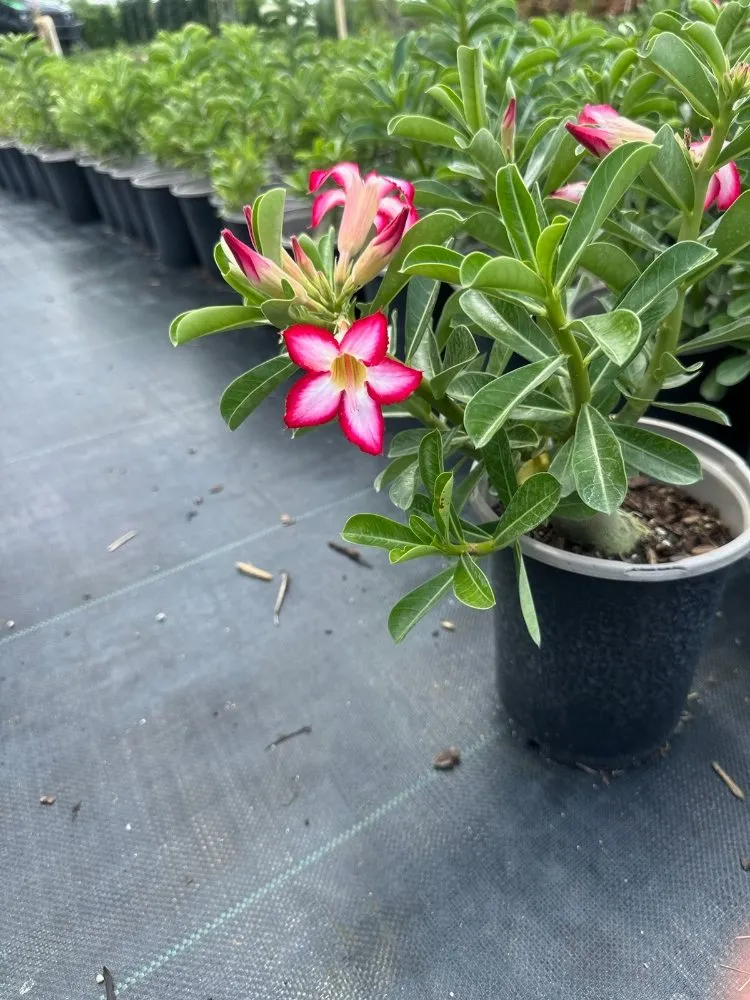 Local residential landscaping with custom design in Royal Palm Beach, FL by Low Mowz