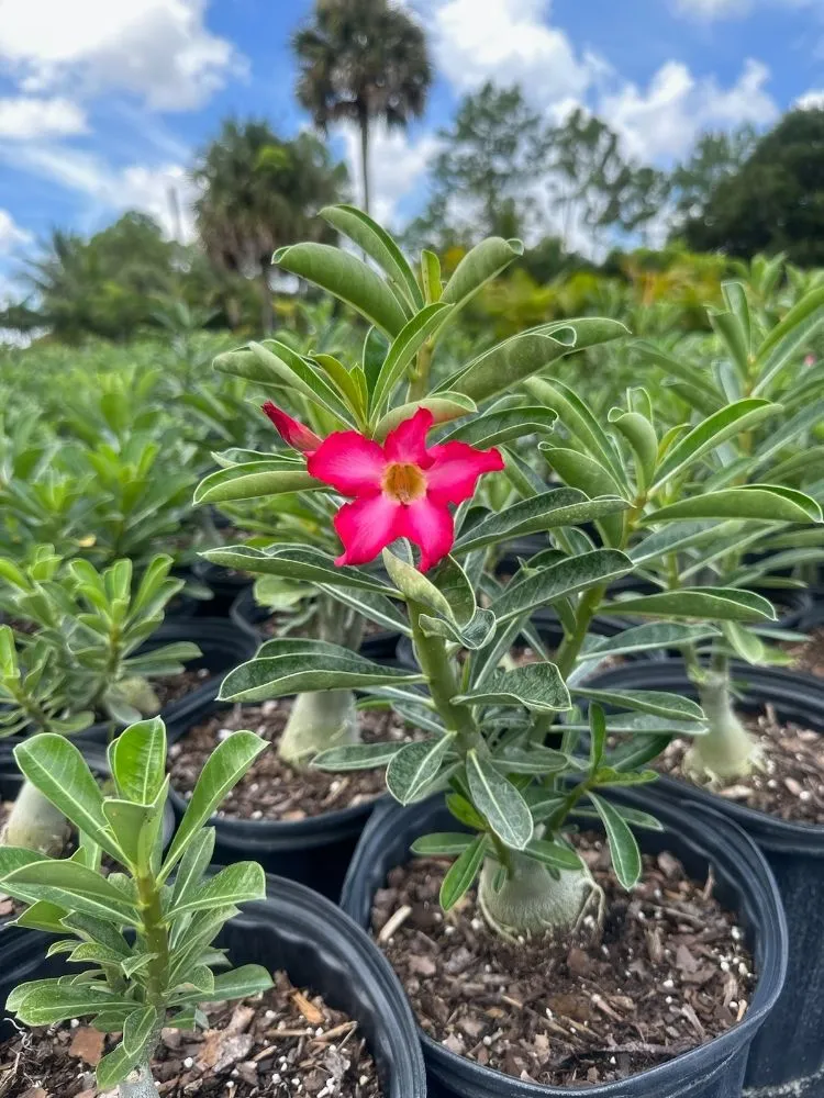 Professional landscape installation experts serving Royal Palm Beach, FL - Low Mowz