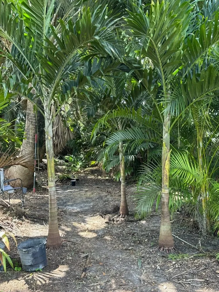 Top-rated yard cleanup service near you in Royal Palm Beach, FL by Low Mowz