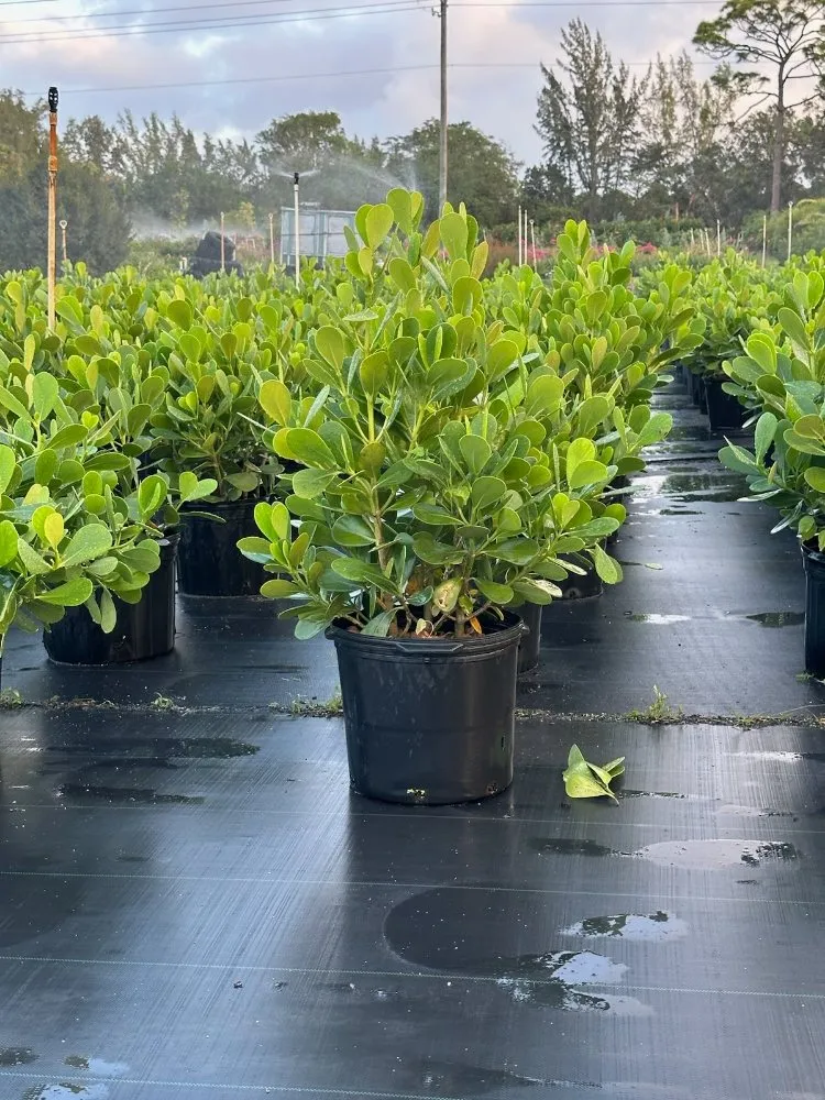 Professional outdoor landscaping for homes across Royal Palm Beach, FL - Low Mowz