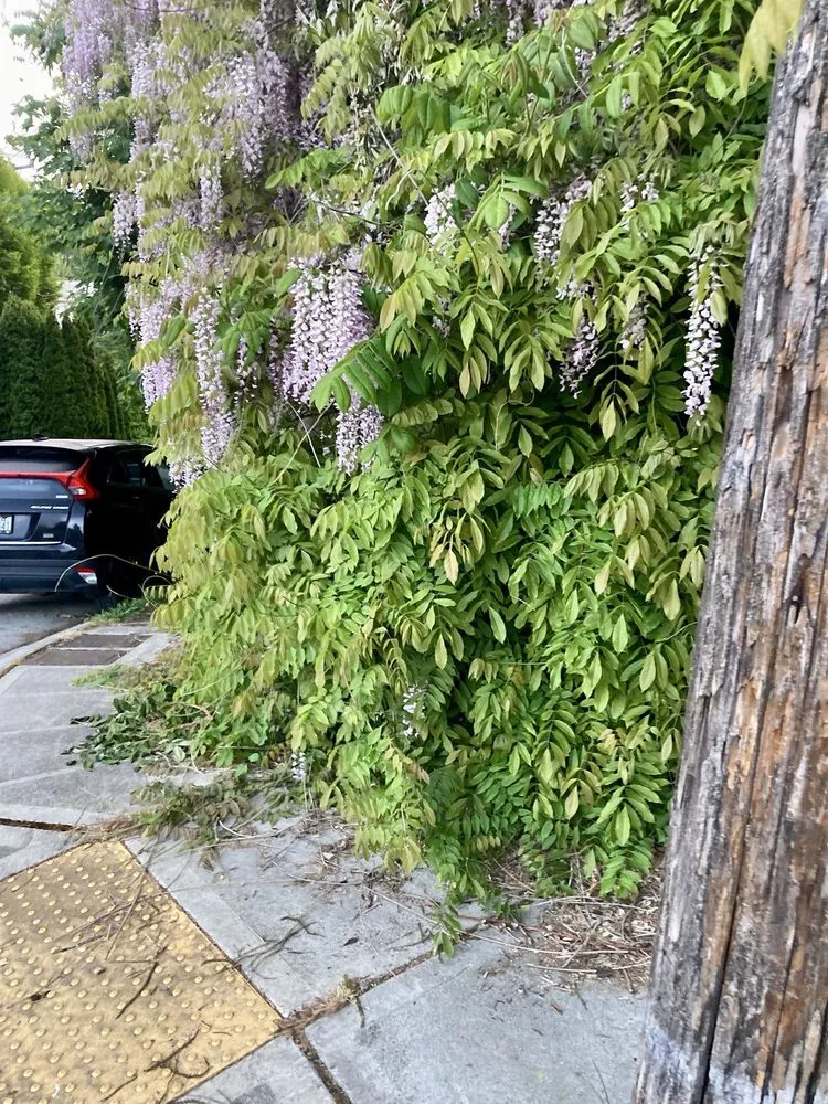 Expert yard cleanup service for outdoor upgrades across Seattle, WA - Low Rate Hauling & Yard Clean Up