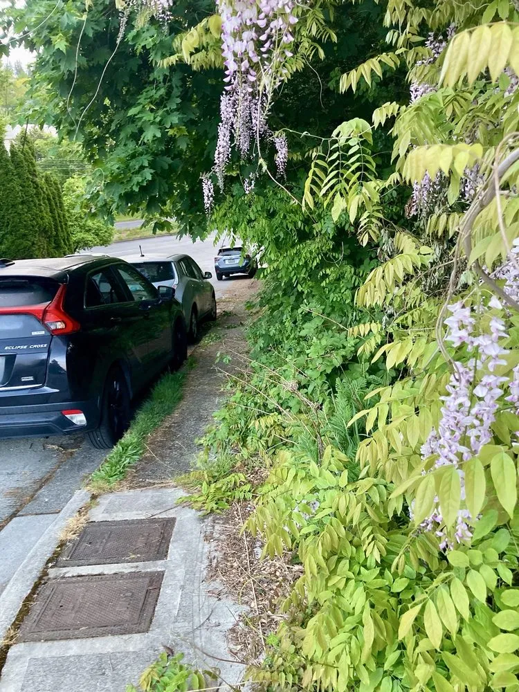 Local yard cleanup service experts serving Seattle, WA - Low Rate Hauling & Yard Clean Up