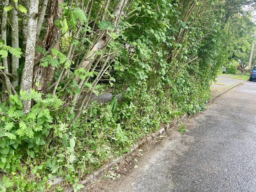 Custom landscape design in Seattle, WA - Low Rate Hauling & Yard Clean Up