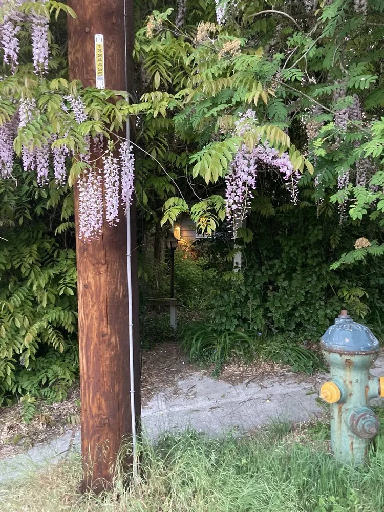 Top-rated yard cleanup service in Seattle, WA by Low Rate Hauling & Yard Clean Up