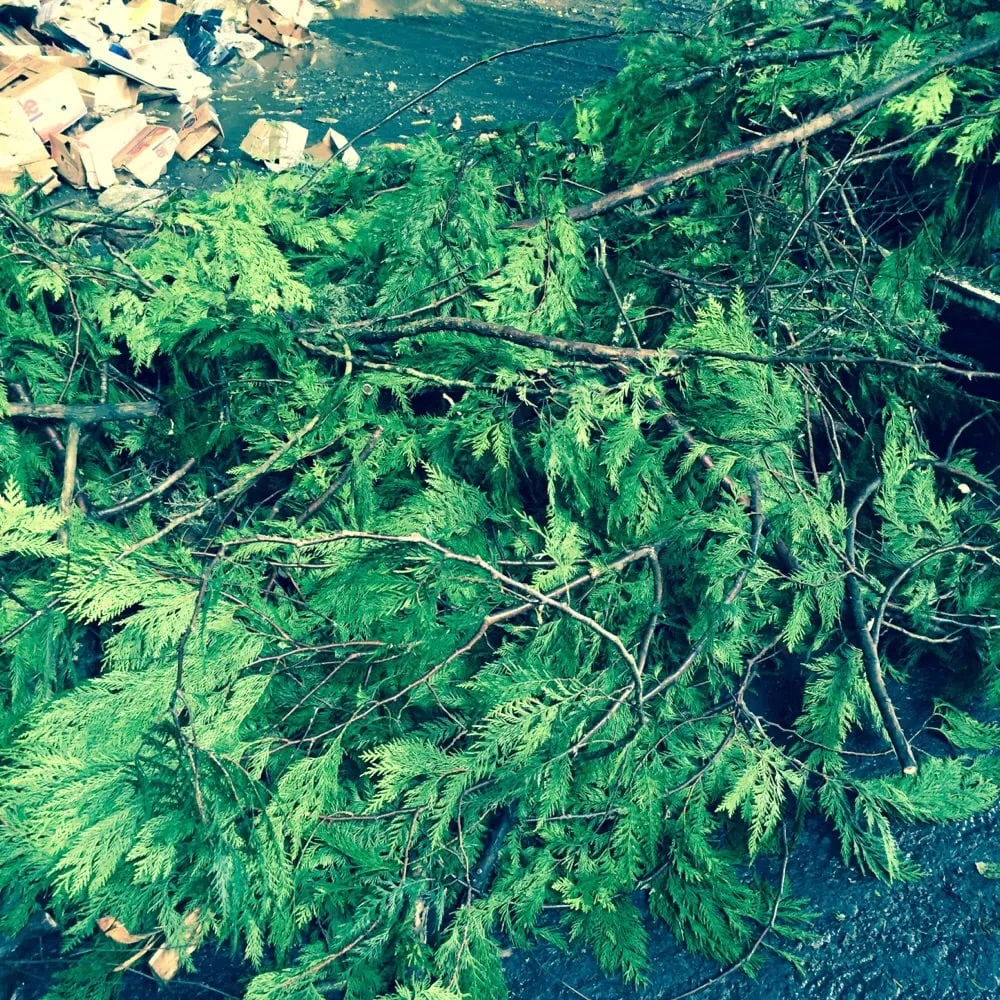 Affordable lawn mowing service in Seattle, WA - Low Rate Hauling & Yard Clean Up