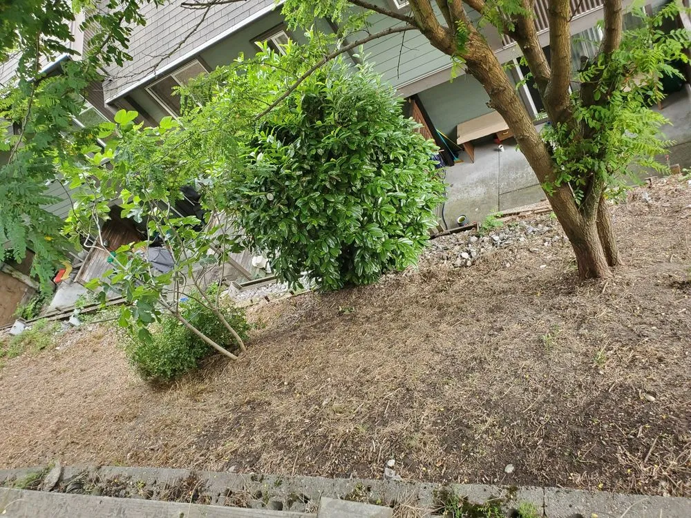 Custom yard cleanup service in Seattle, WA - Low Rate Hauling & Yard Clean Up