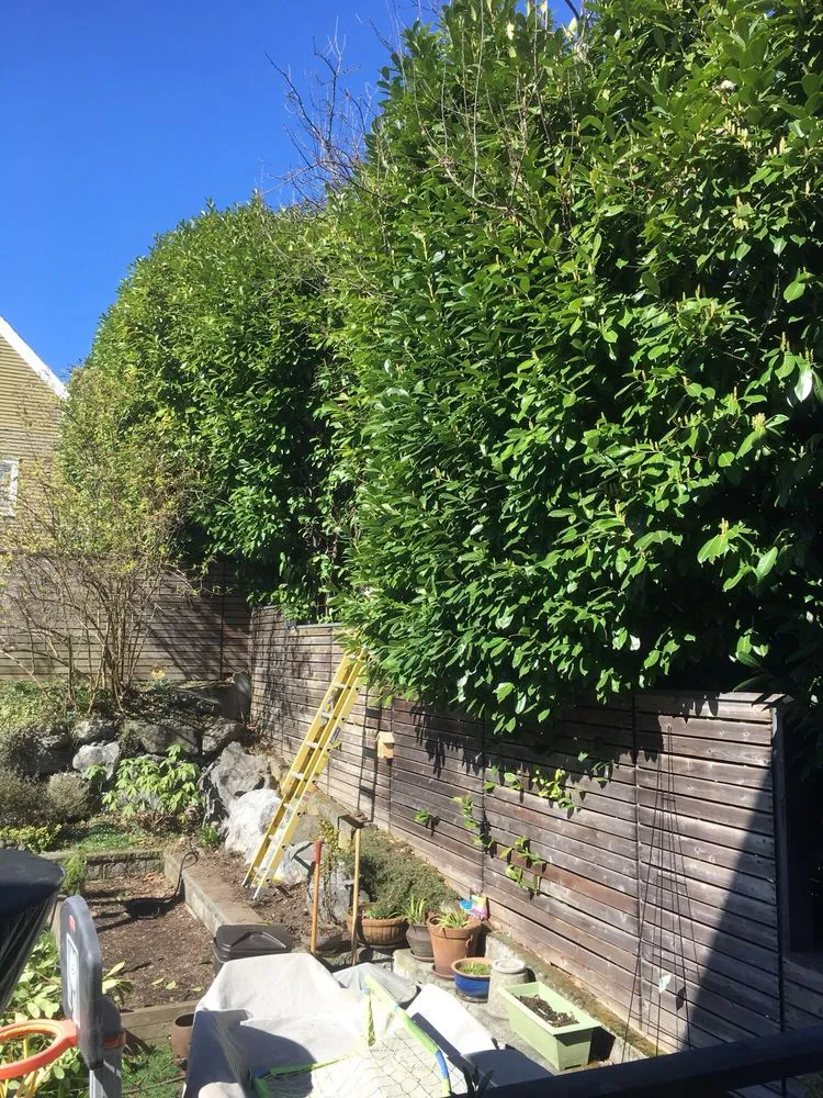 Expert lawn mowing service with custom design in Seattle, WA by Low Rate Hauling & Yard Clean Up