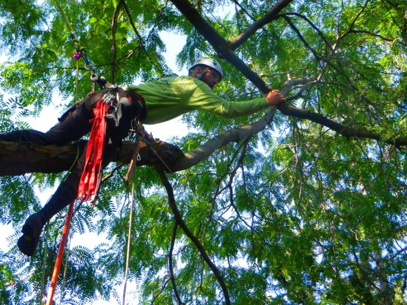 Trusted yard maintenance for homes in Park City, UT by Low Stump Tree Service