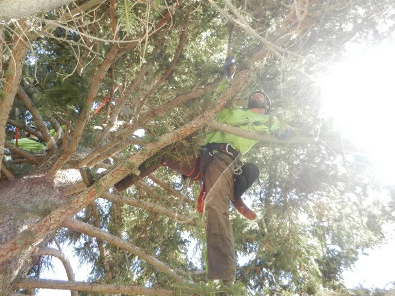 Custom landscaping services in Park City, UT by Low Stump Tree Service