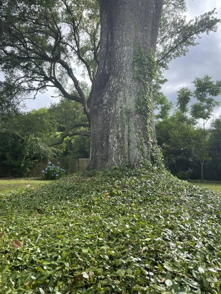 Professional lawn mowing service in Charleston, SC by Low Tide Lawn Services