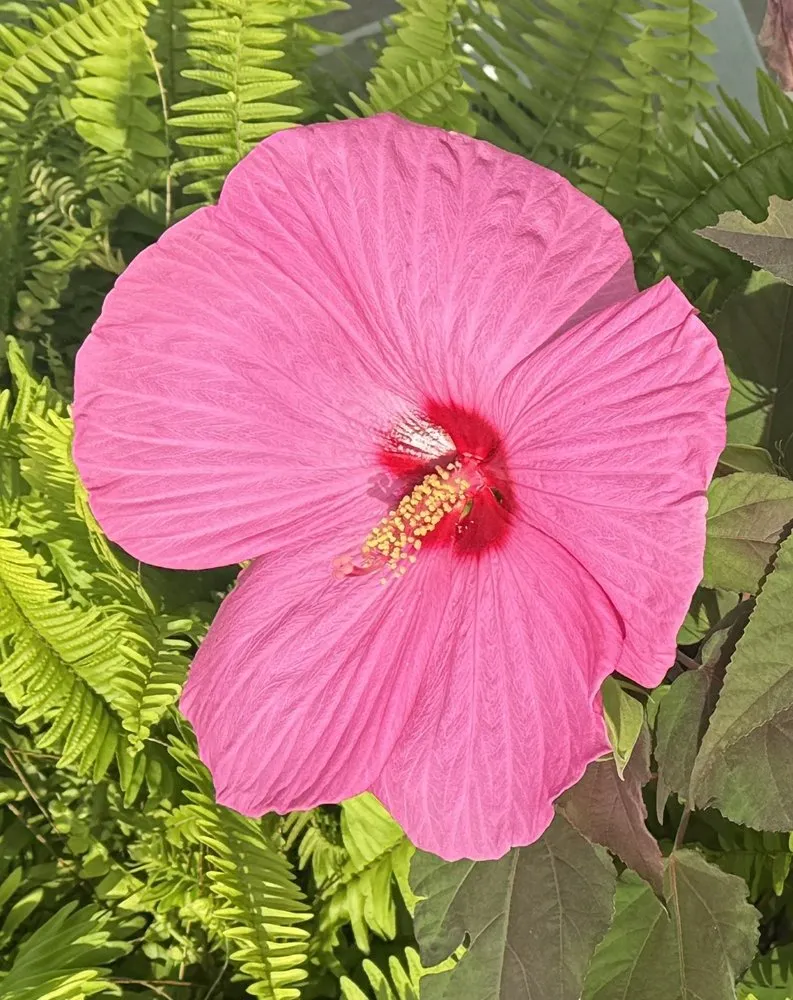 Affordable lawn mowing service in Beaufort, SC by Lowco Gardeners