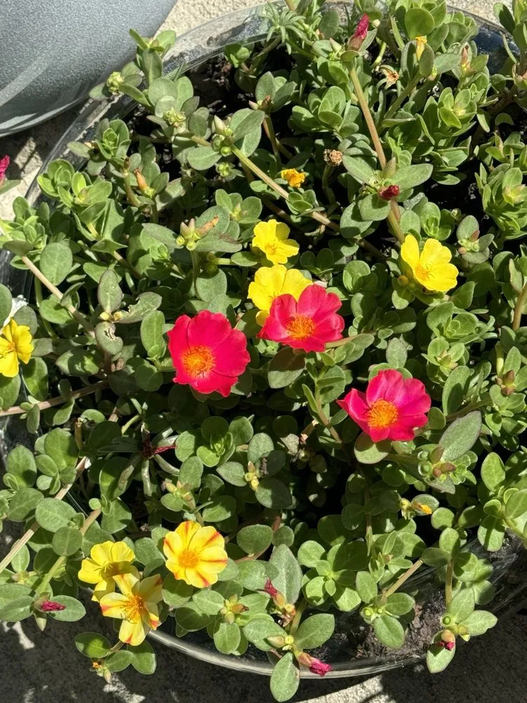 Reliable landscaping services in Beaufort, SC - Lowco Gardeners